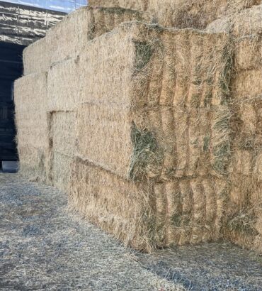 Big Bales Alfalfa